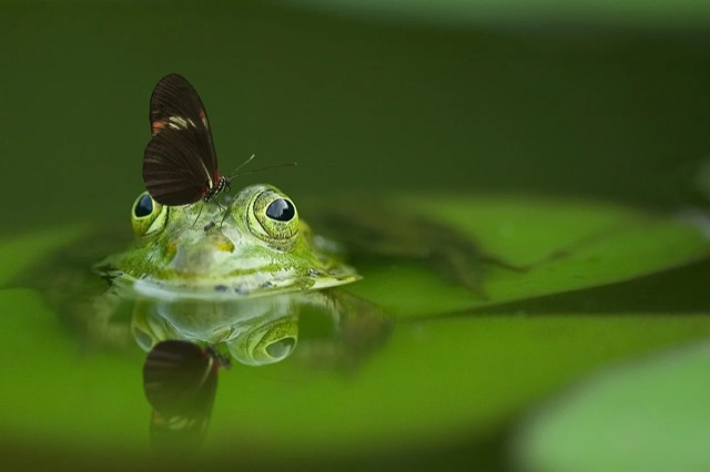 Salvaguardia della Biodiversità