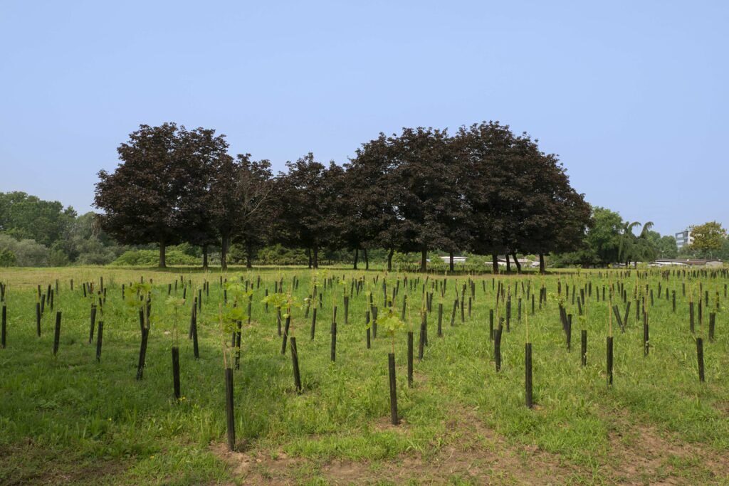 forestazione urbana