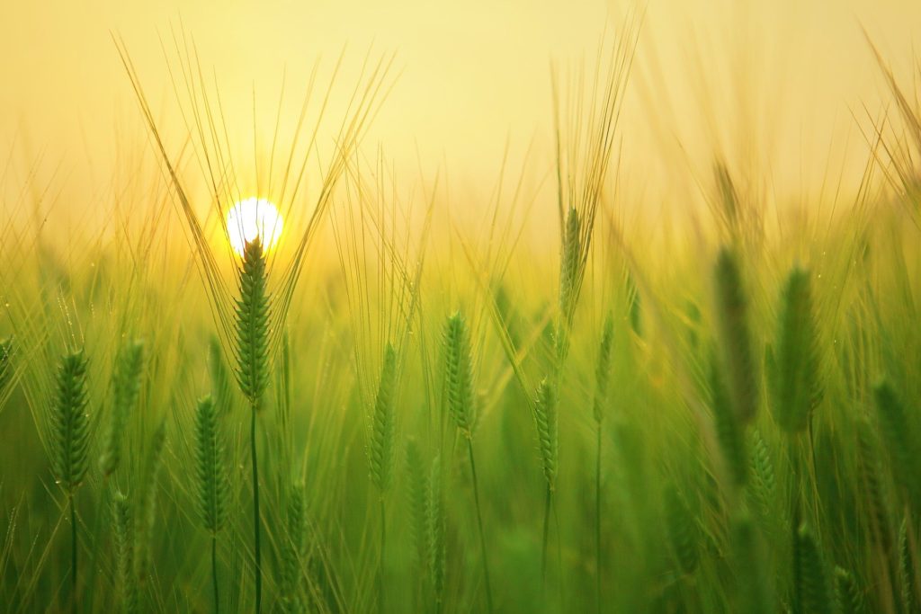 innovazione e sostenibilità Premio nazionale di Confagricoltura