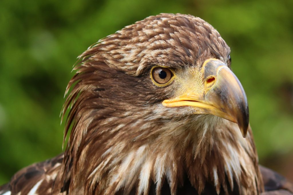 biodiversità Giornata mondiale della fauna selvatica