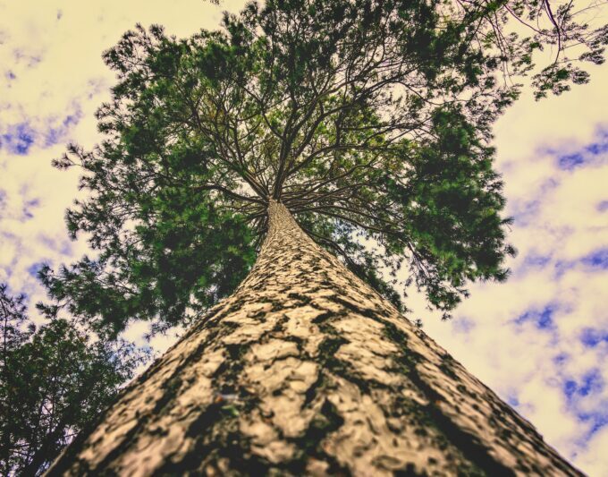 riforestazione urbana: contrastare i cambiamenti climatici