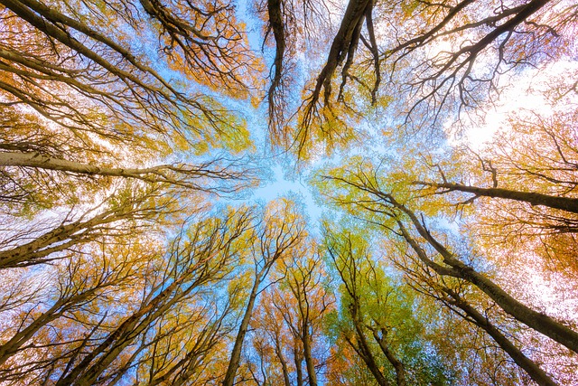Progettazione forestale: la trasformazione del bosco