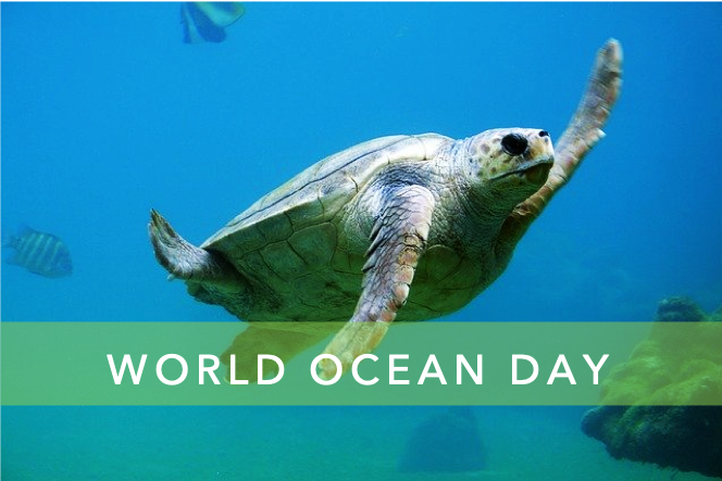 scopri di più sul nostro blog dedicato alla sostenibilità , alla gestione ambientale e green economy ocean day